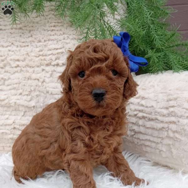 Rusty, Miniature Poodle Puppy