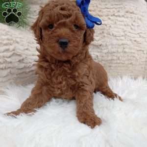 Rusty, Miniature Poodle Puppy