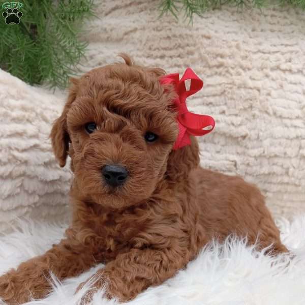 Gus, Miniature Poodle Puppy