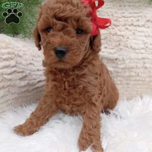 Gus, Miniature Poodle Puppy