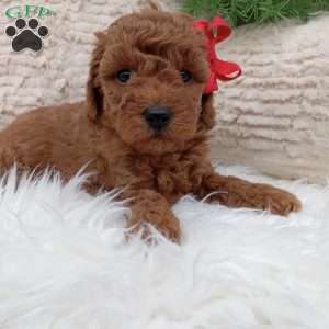 Gus, Miniature Poodle Puppy