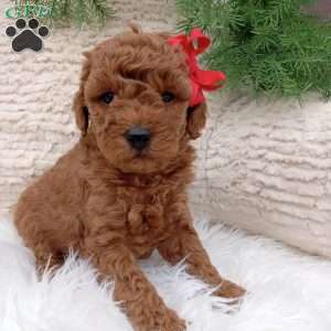 Gus, Miniature Poodle Puppy