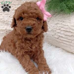 Nova, Miniature Poodle Puppy