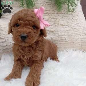 Nova, Miniature Poodle Puppy