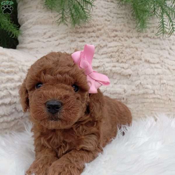 Nova, Miniature Poodle Puppy