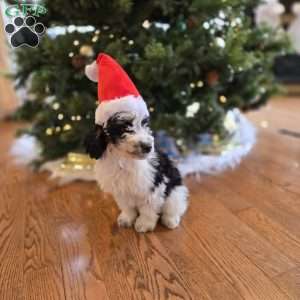 Freddy, Mini Bernedoodle Puppy