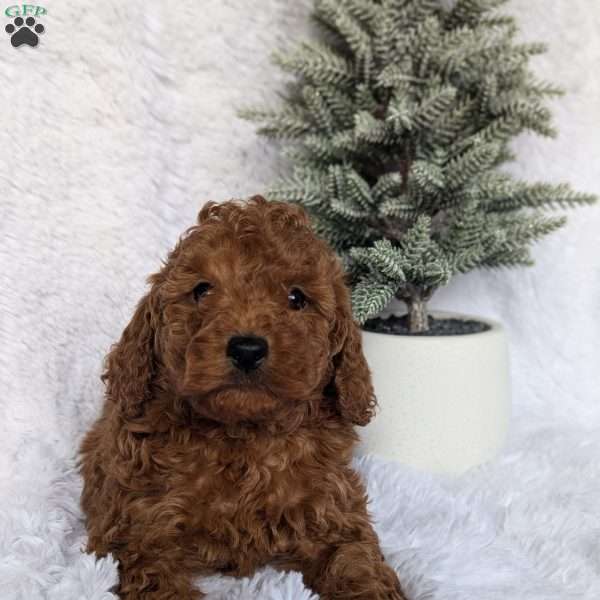 Rudolph, Miniature Poodle Puppy