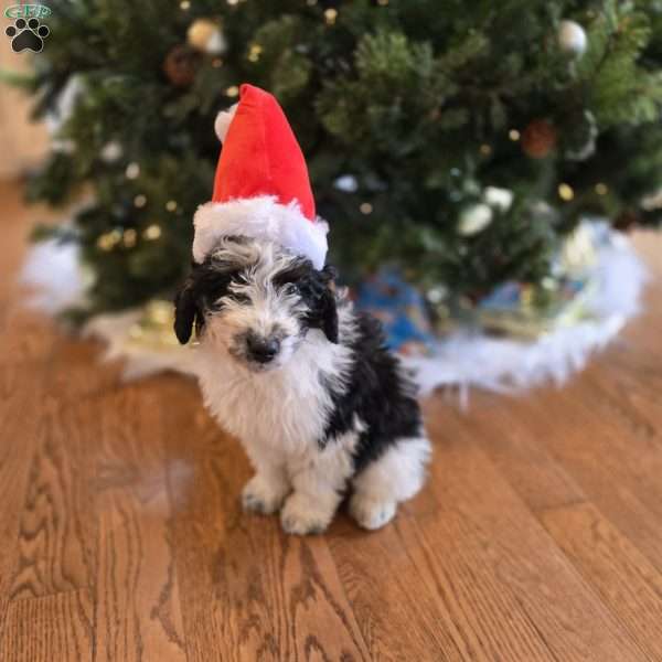 Freddy, Mini Bernedoodle Puppy