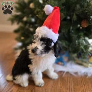 Freddy, Mini Bernedoodle Puppy