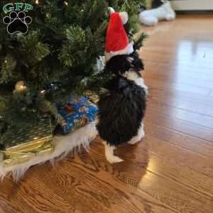 Freddy, Mini Bernedoodle Puppy