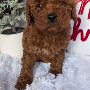 Dancer, Miniature Poodle Puppy