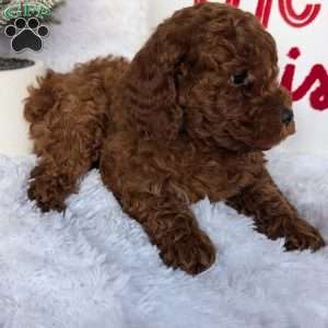 Dancer, Miniature Poodle Puppy