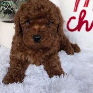 Dancer, Miniature Poodle Puppy