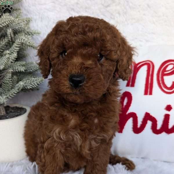 Dancer, Miniature Poodle Puppy