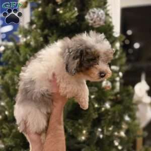 Bobby, Mini Bernedoodle Puppy