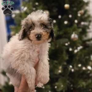 Bobby, Mini Bernedoodle Puppy