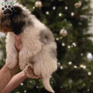 Bobby, Mini Bernedoodle Puppy