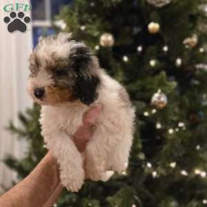 Bobby, Mini Bernedoodle Puppy