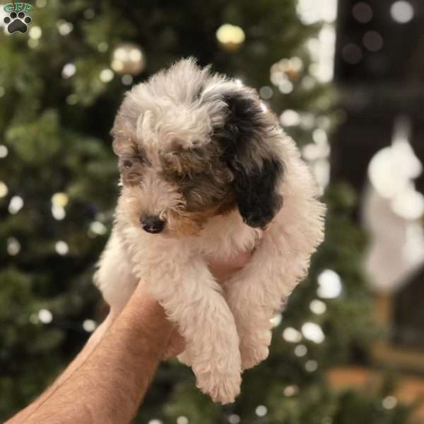 Bobby, Mini Bernedoodle Puppy