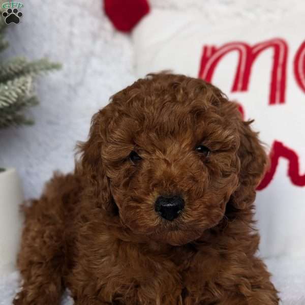 Blitzen, Miniature Poodle Puppy