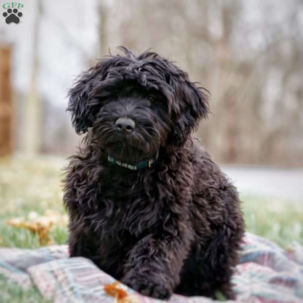 Greta, Portuguese Water Dog Puppy