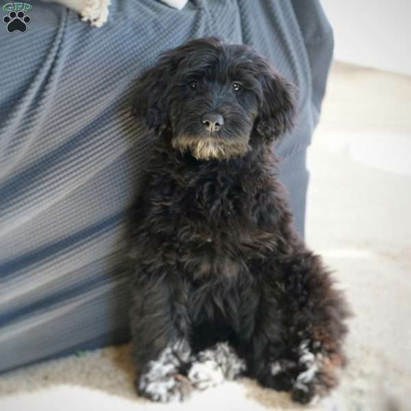 Bonnie, Portuguese Water Dog Puppy