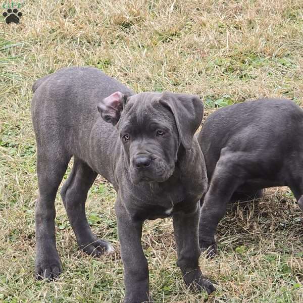 Bowser, Cane Corso Puppy