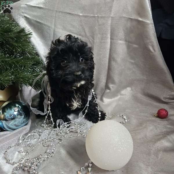 Lil Grizzly, Cavapoo Puppy