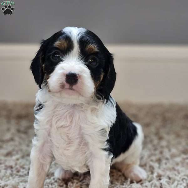 Oakley, Cavapoo Puppy