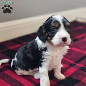 Oakley, Cavapoo Puppy