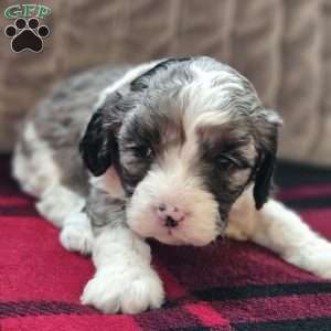 Bluey, Cavapoo Puppy