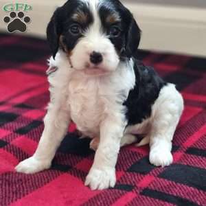 Oakley, Cavapoo Puppy