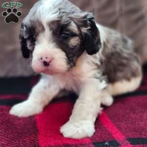 Bluey, Cavapoo Puppy