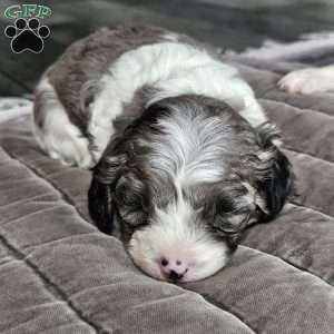 Bluey, Cavapoo Puppy