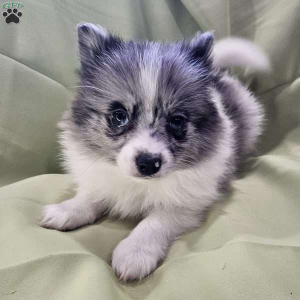 Jr, Pomeranian Puppy