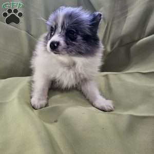 Jr, Pomeranian Puppy