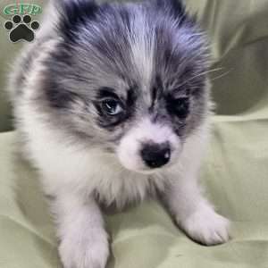 Jr, Pomeranian Puppy