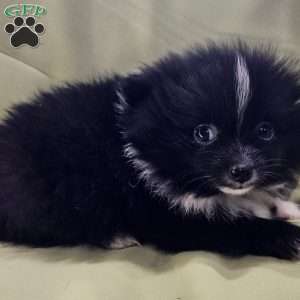 Jasper, Pomeranian Puppy