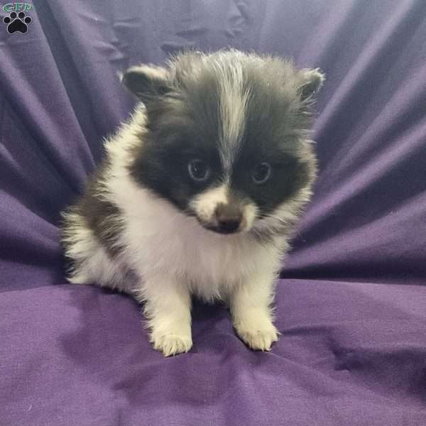 Bella, Pomeranian Puppy