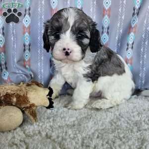 Bluey, Cavapoo Puppy