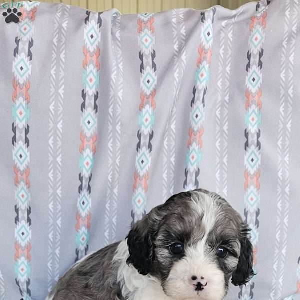 Bluey, Cavapoo Puppy