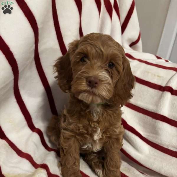 Maeve, Cockapoo Puppy