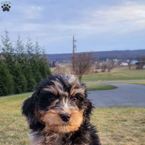 Gunner, Mini Bernedoodle Puppy