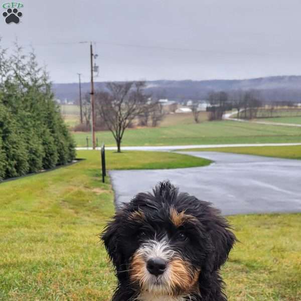 Harper, Mini Bernedoodle Puppy