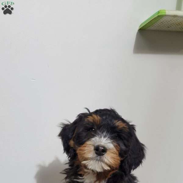 Abby, Mini Bernedoodle Puppy