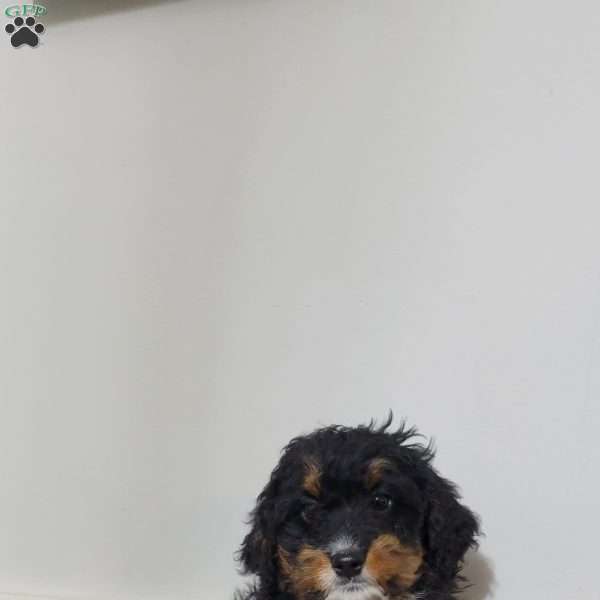 Gigi, Mini Bernedoodle Puppy