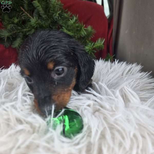 Mocha, Dachshund Puppy