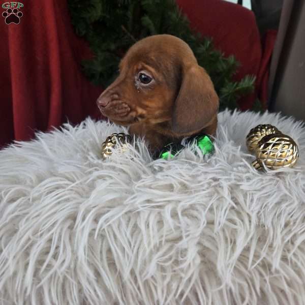 Caramel, Dachshund Puppy