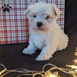 Jingle, Maltese Puppy