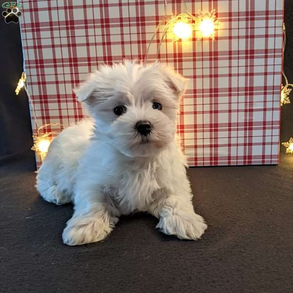 Jingle, Maltese Puppy